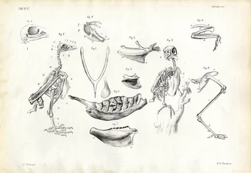 Anatomy